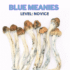 Blue Meanies Magic Mushroom Strain